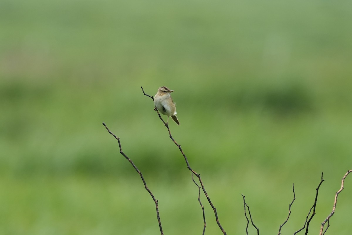 Black-browed Reed Warbler - ML620208619