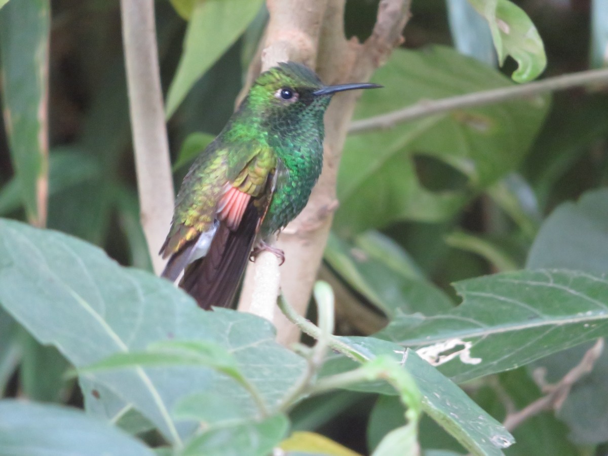 kolibřík páskoocasý - ML620208620