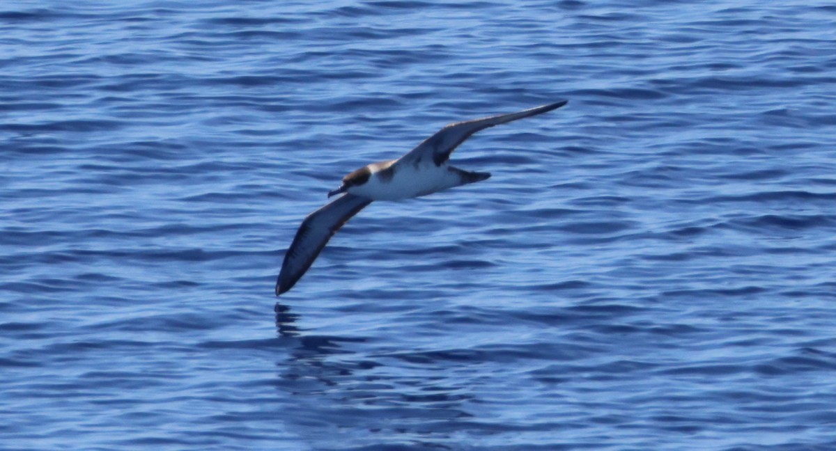 Great Shearwater - ML620208622