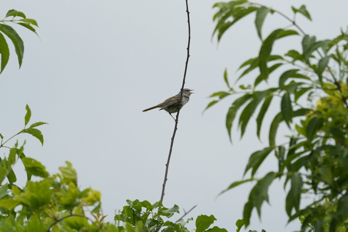 Japanese Bush Warbler - ML620208623