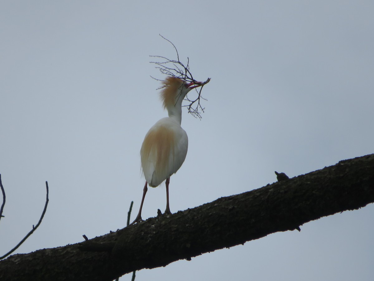 Western Cattle Egret - ML620208624