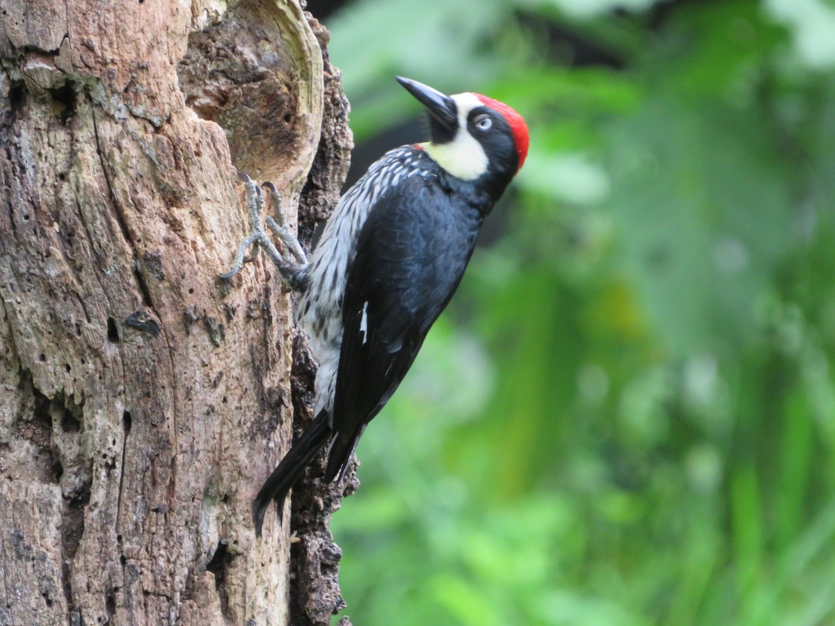 Acorn Woodpecker - ML620208629