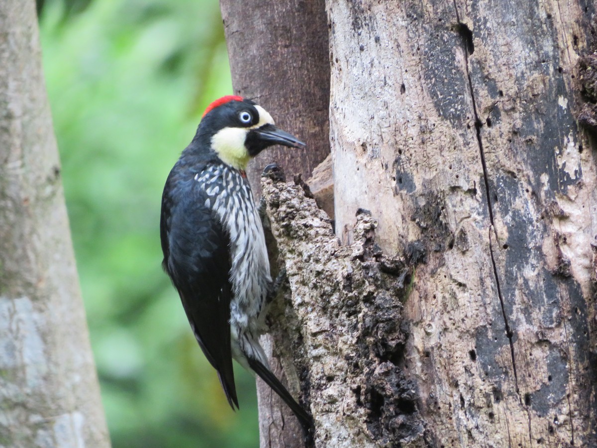 Acorn Woodpecker - ML620208630