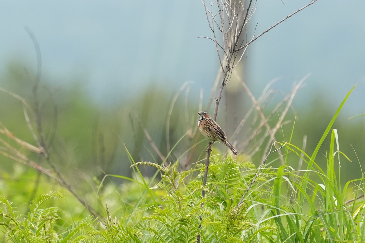 Chestnut-eared Bunting - ML620208631