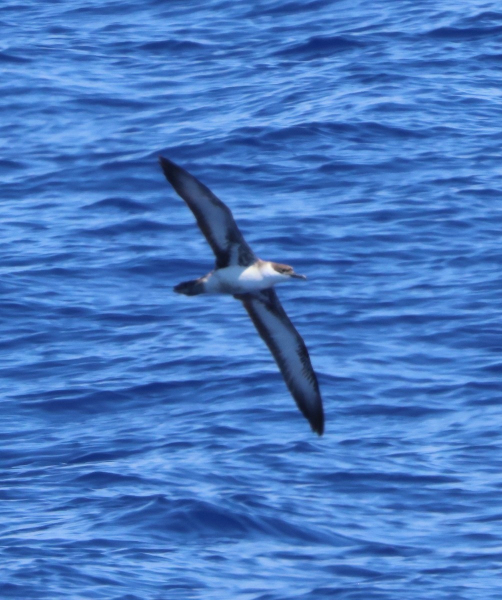 Great Shearwater - ML620208636