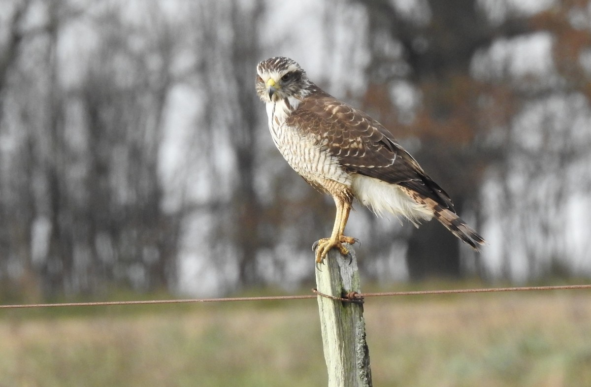 Roadside Hawk - ML620208642