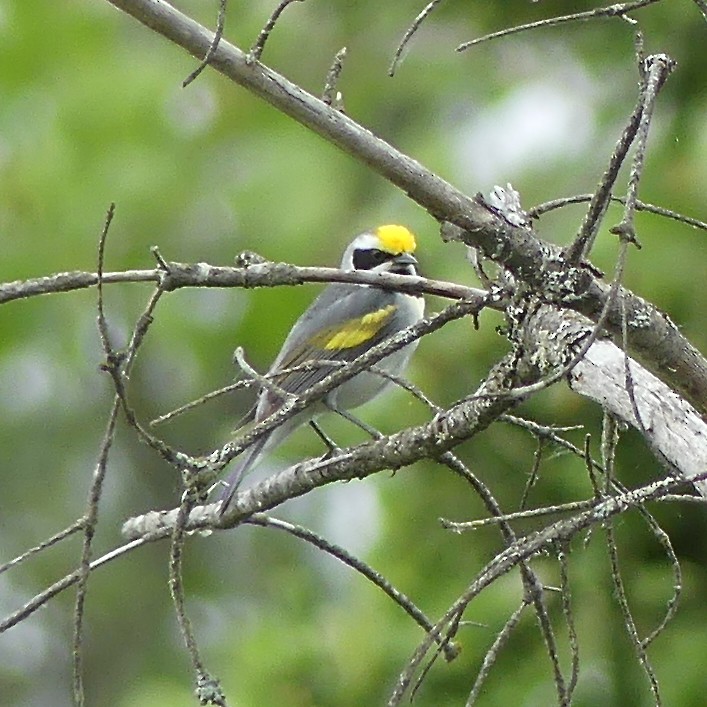 Golden-winged Warbler - ML620208646