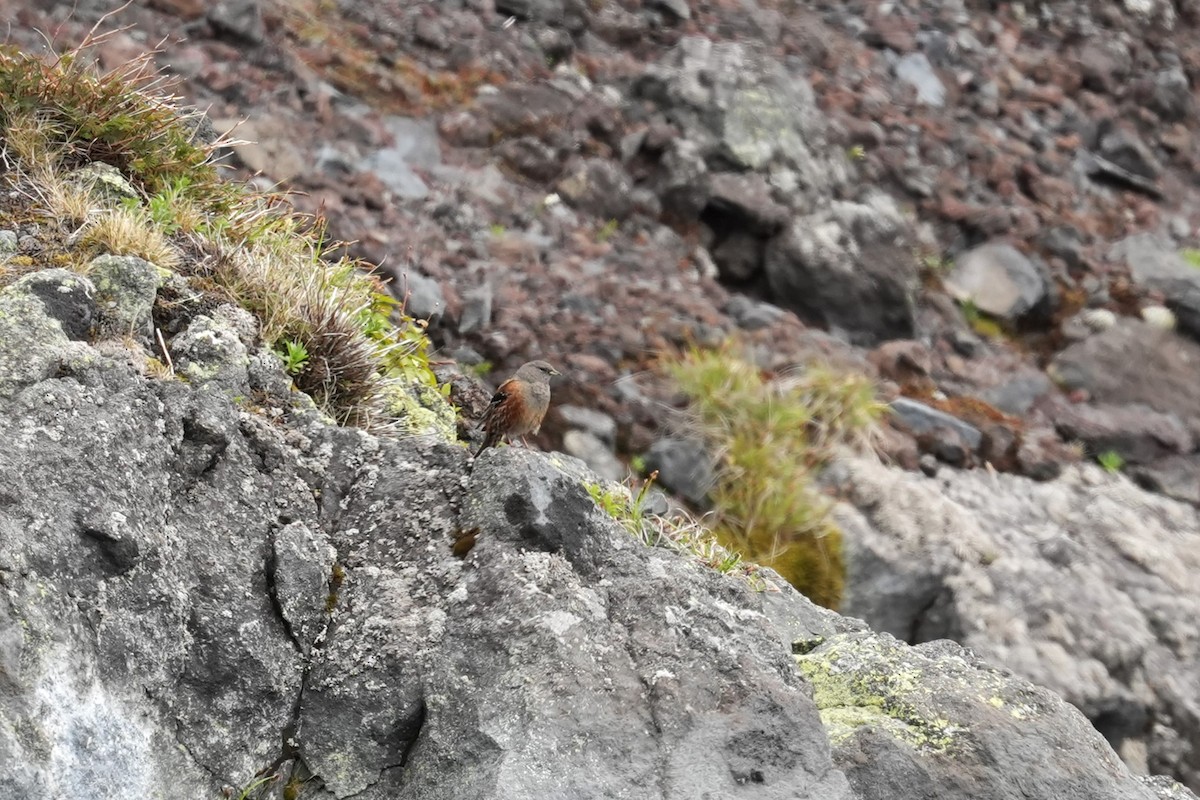 Alpine Accentor - ML620208653