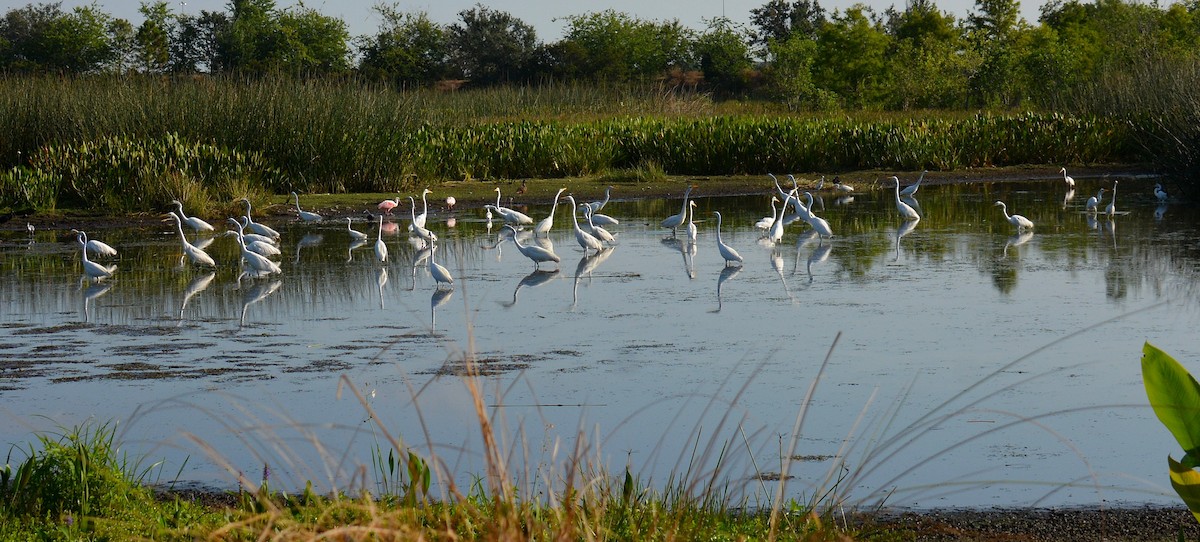 Great Egret - ML620208654