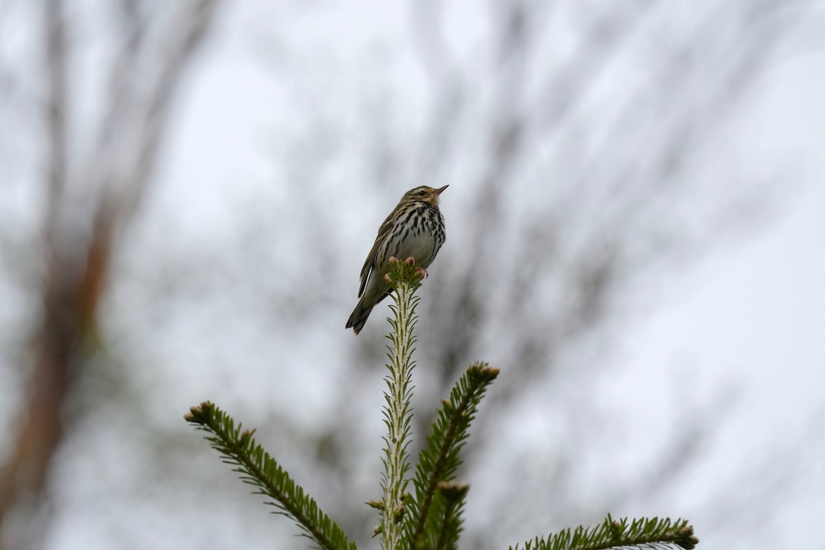 Olive-backed Pipit - ML620208655