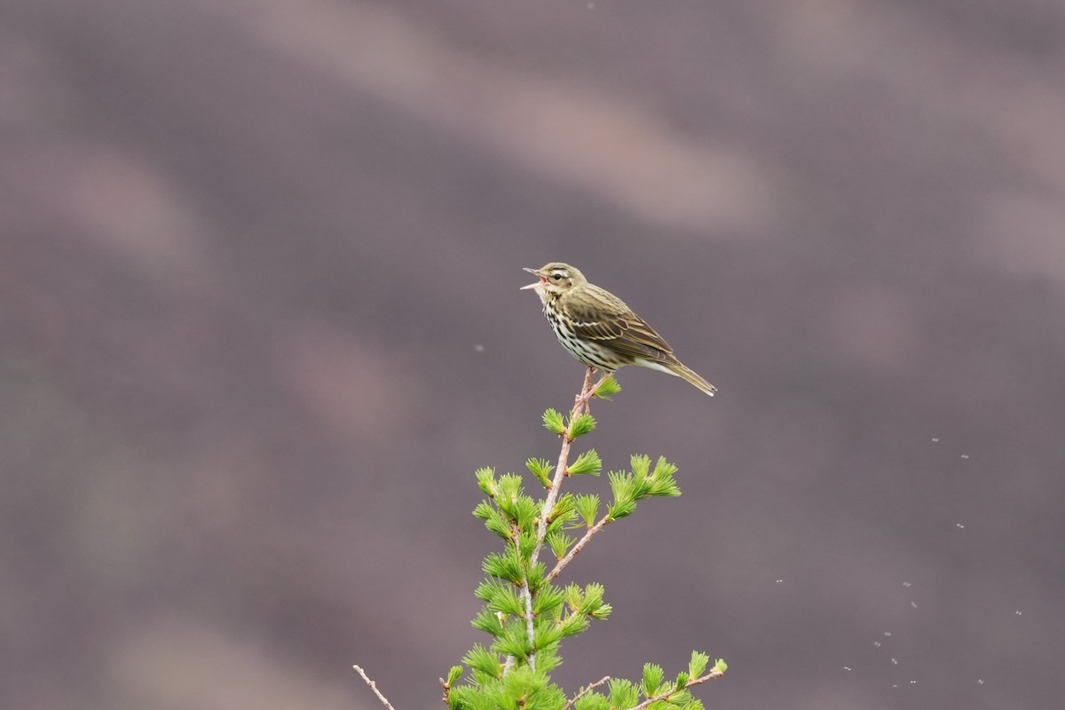 Pipit à dos olive - ML620208656