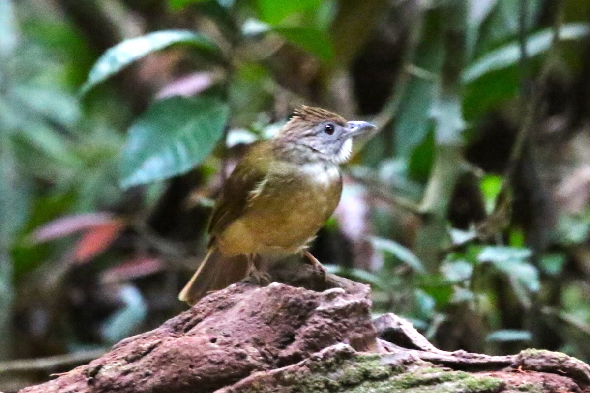 Bulbul à joues grises - ML620208660