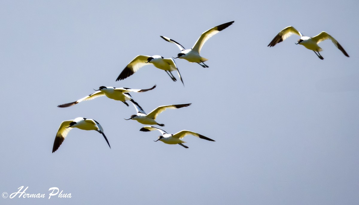 Pied Avocet - ML620208661