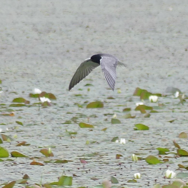 Black Tern - ML620208662