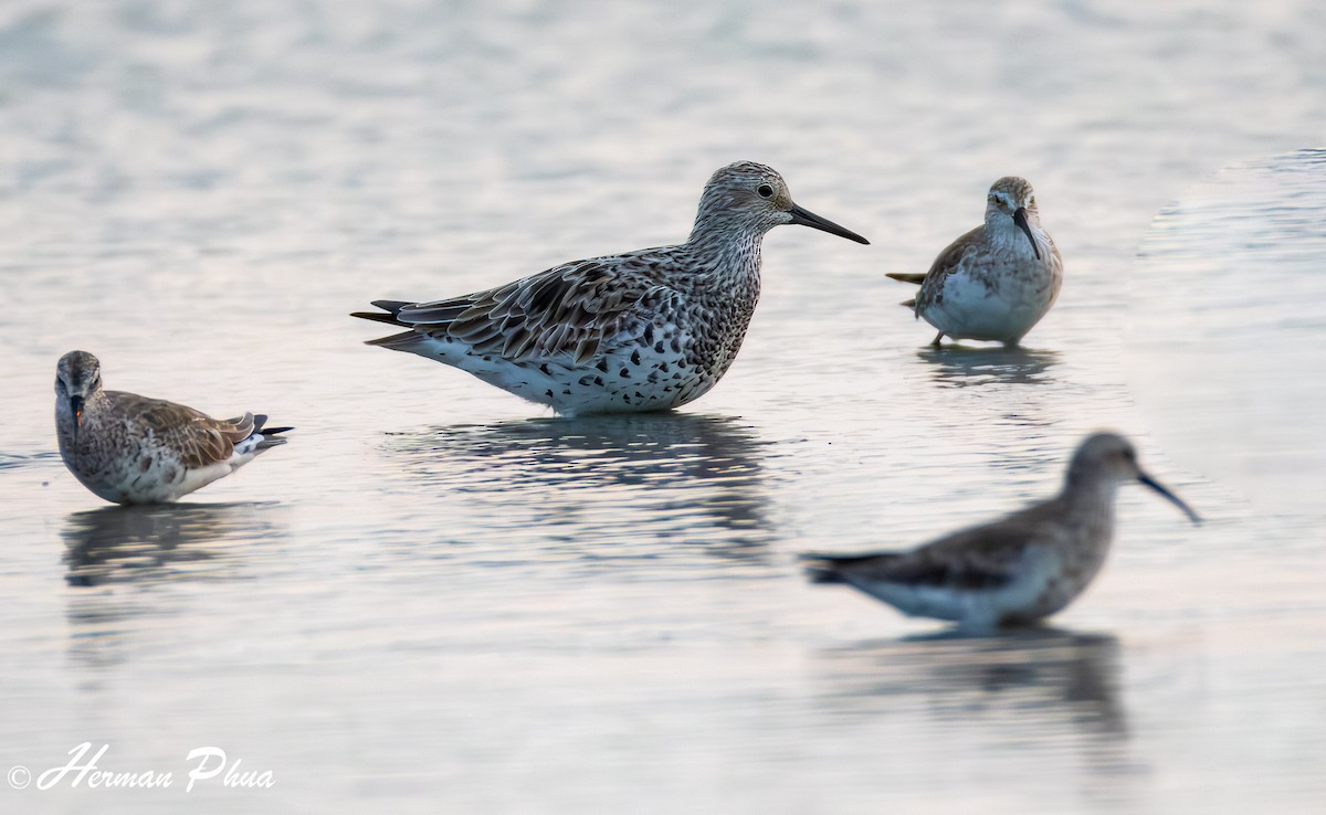 Red Knot - ML620208674