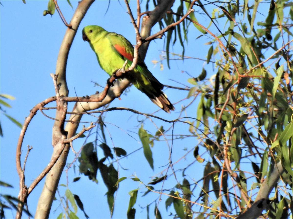 Red-winged Parrot - ML620208688