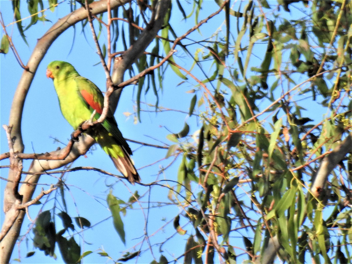 Red-winged Parrot - ML620208689