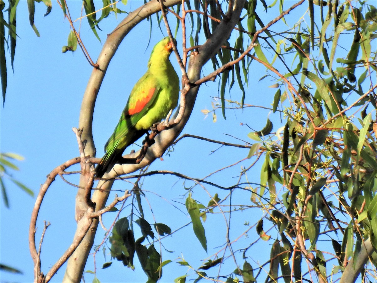 Red-winged Parrot - ML620208690