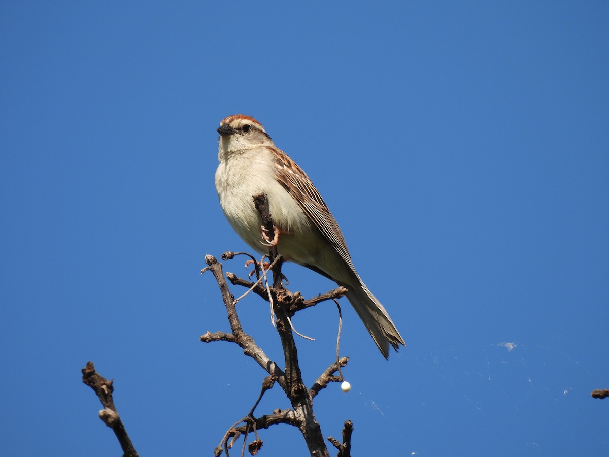 Chipping Sparrow - ML620208692