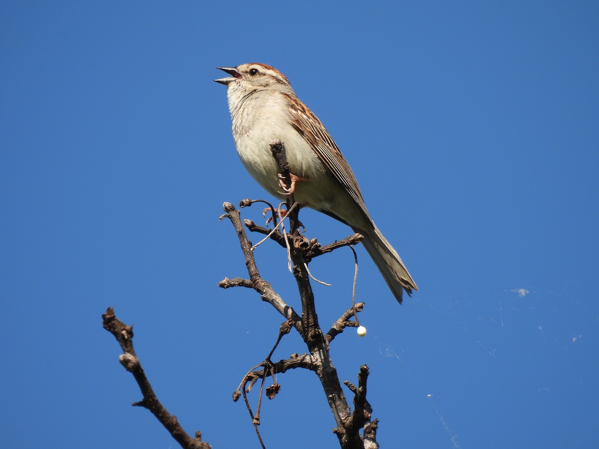 Chipping Sparrow - ML620208695