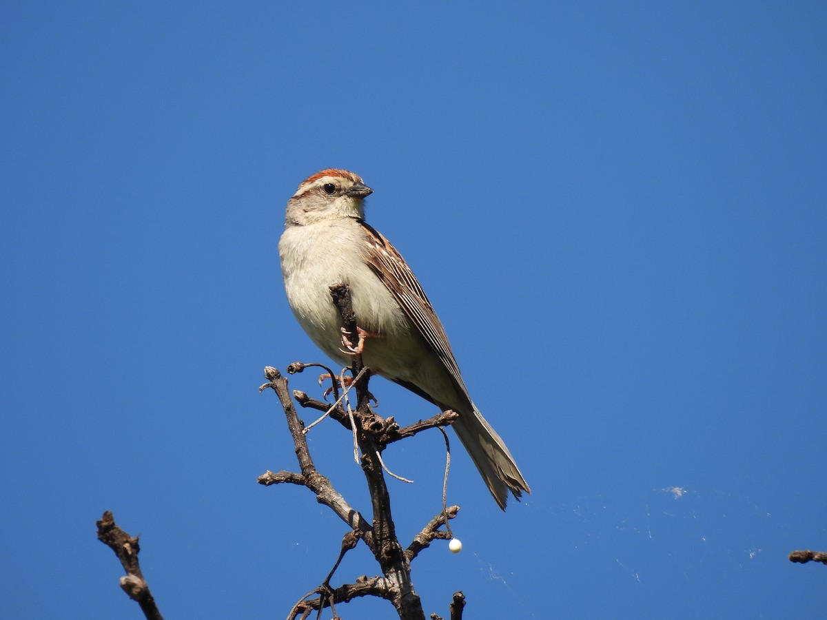 Chipping Sparrow - ML620208698