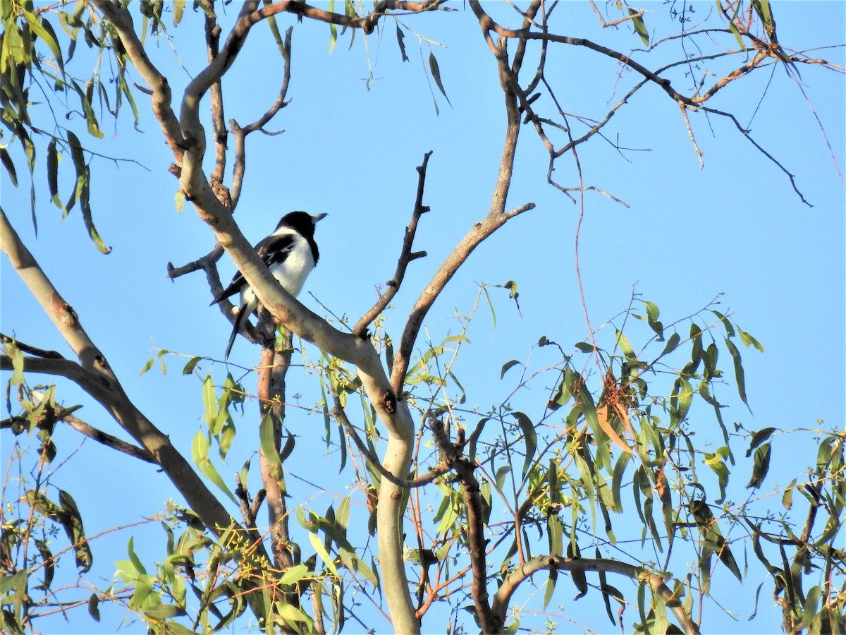 Pied Butcherbird - ML620208711