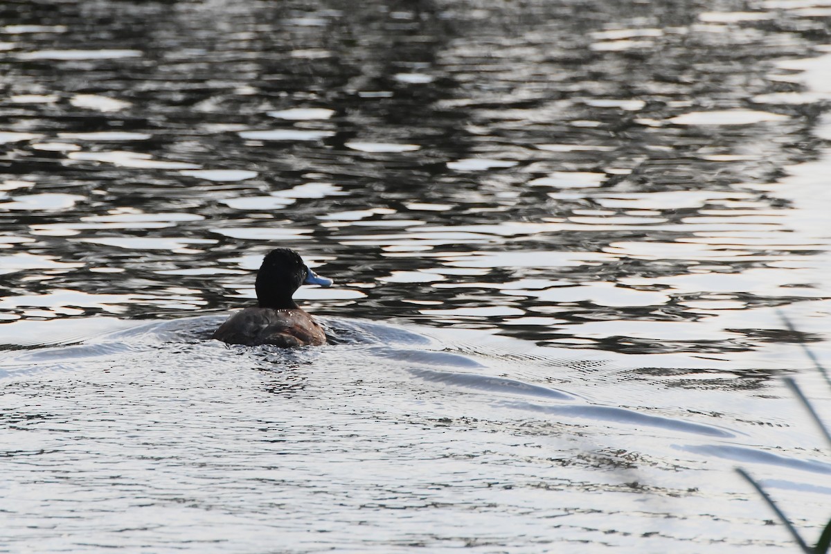 Blue-billed Duck - ML620208717