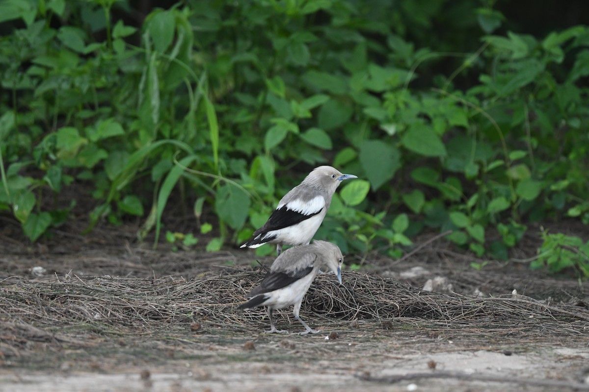 White-shouldered Starling - ML620208719