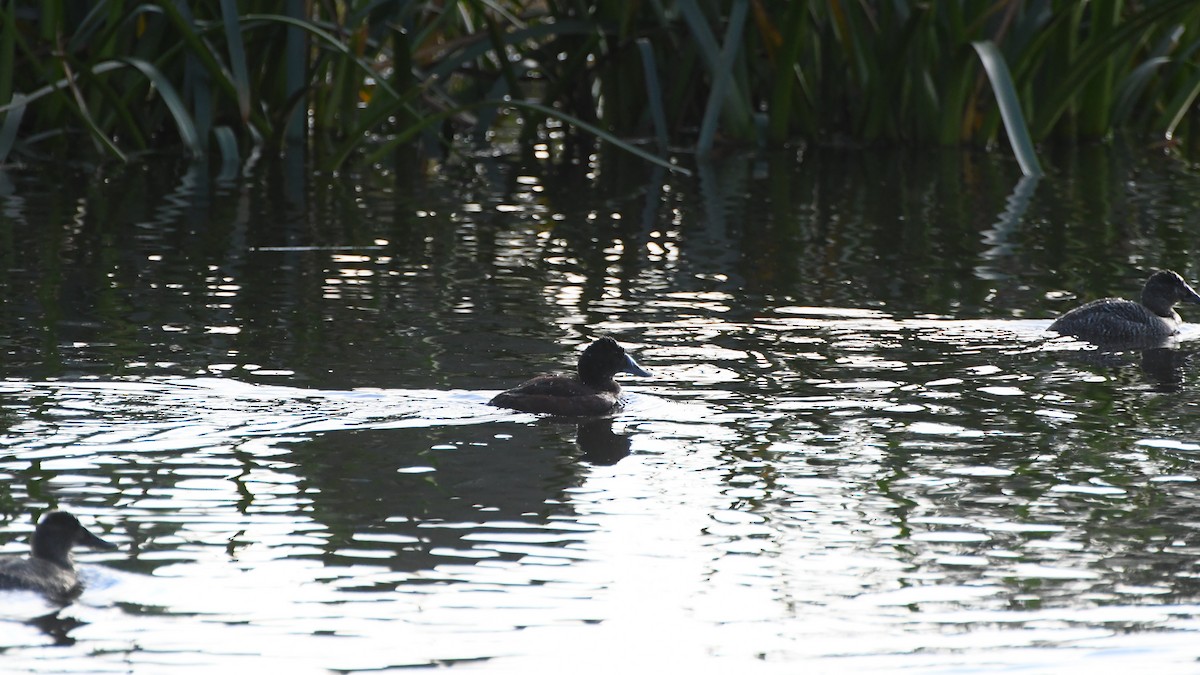 Blue-billed Duck - Michael Louey