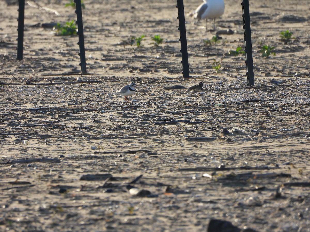 Piping Plover - ML620208729