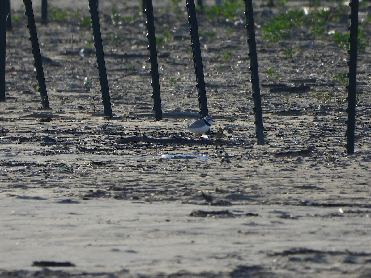 Piping Plover - ML620208730