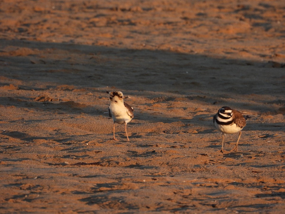 Killdeer - ML620208734