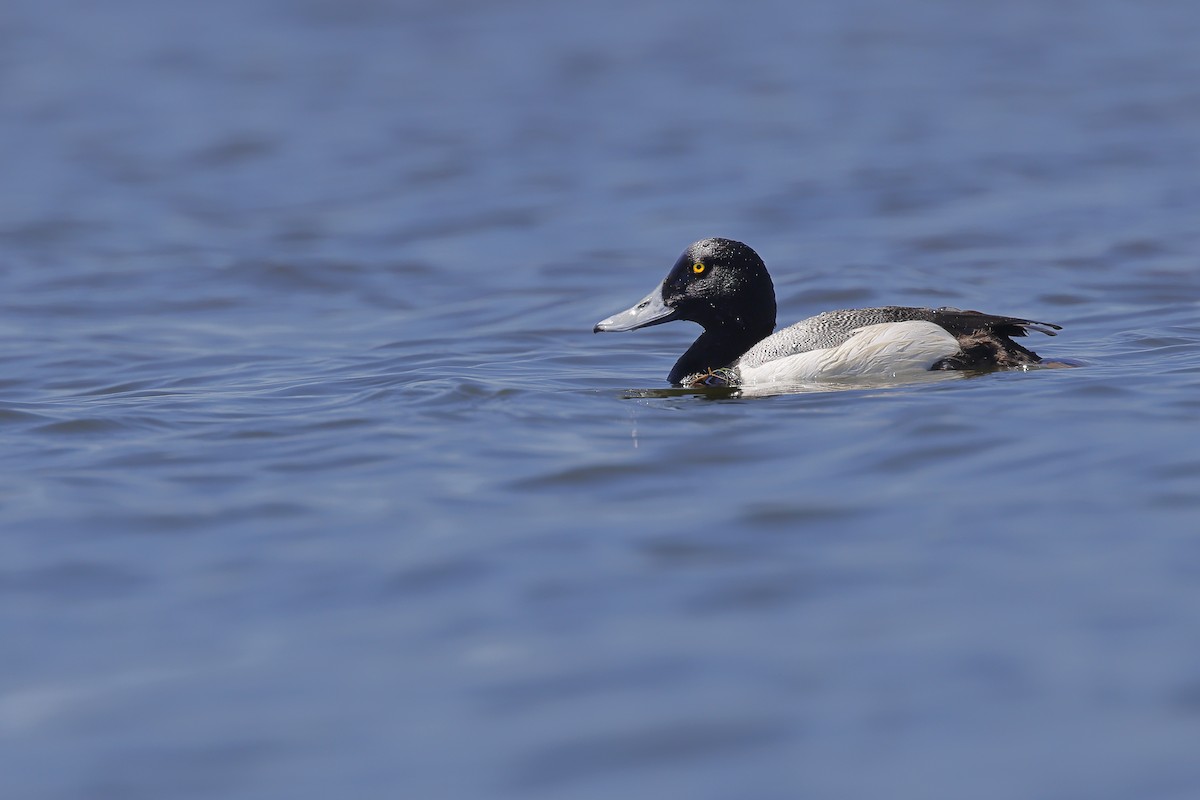 Greater Scaup - ML620208742