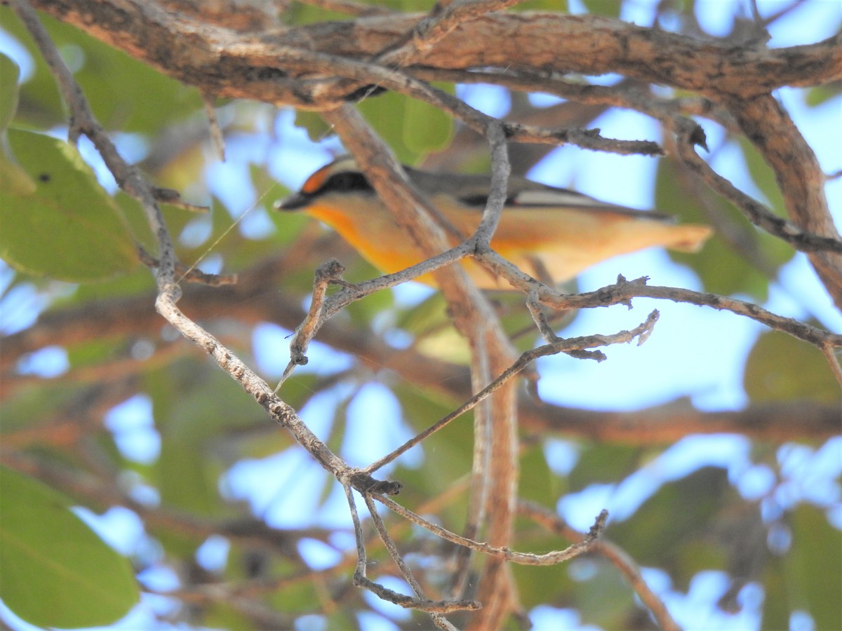 Striated Pardalote - ML620208746