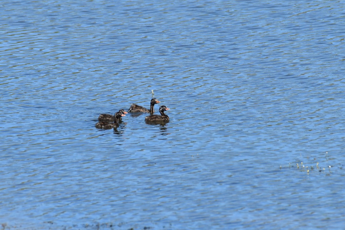 Little Grebe - ML620208748