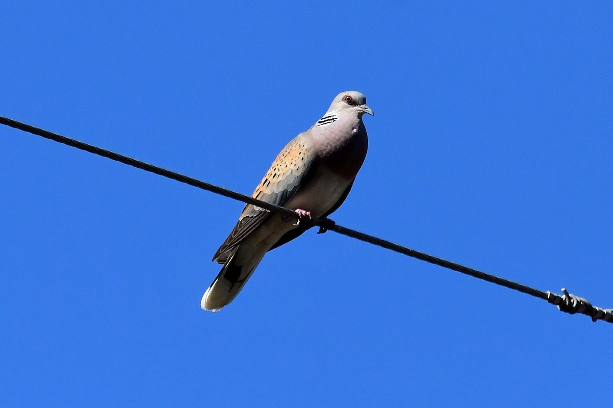 European Turtle-Dove - ML620208752