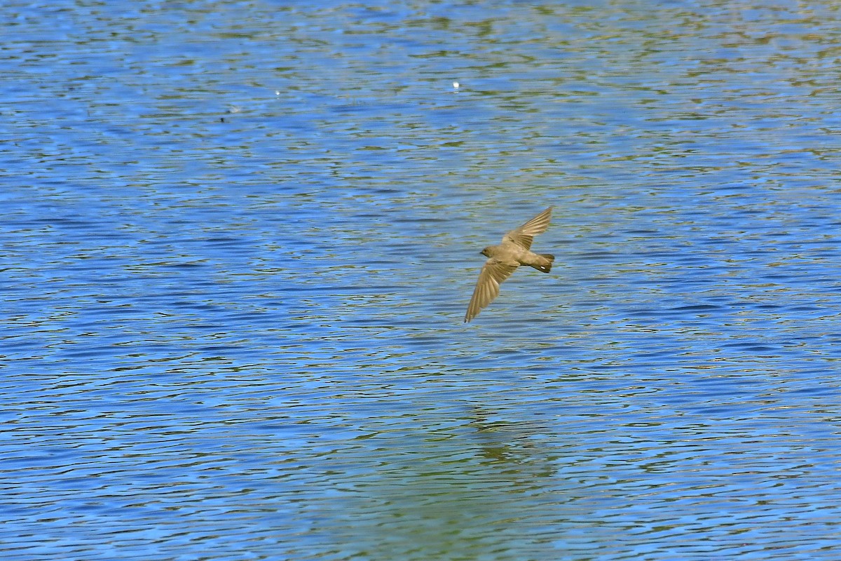 Eurasian Crag-Martin - ML620208780