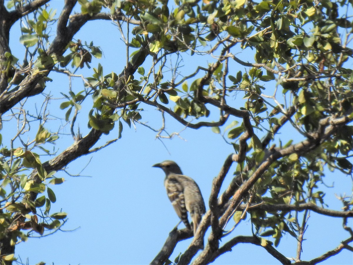 Great Bowerbird - ML620208782