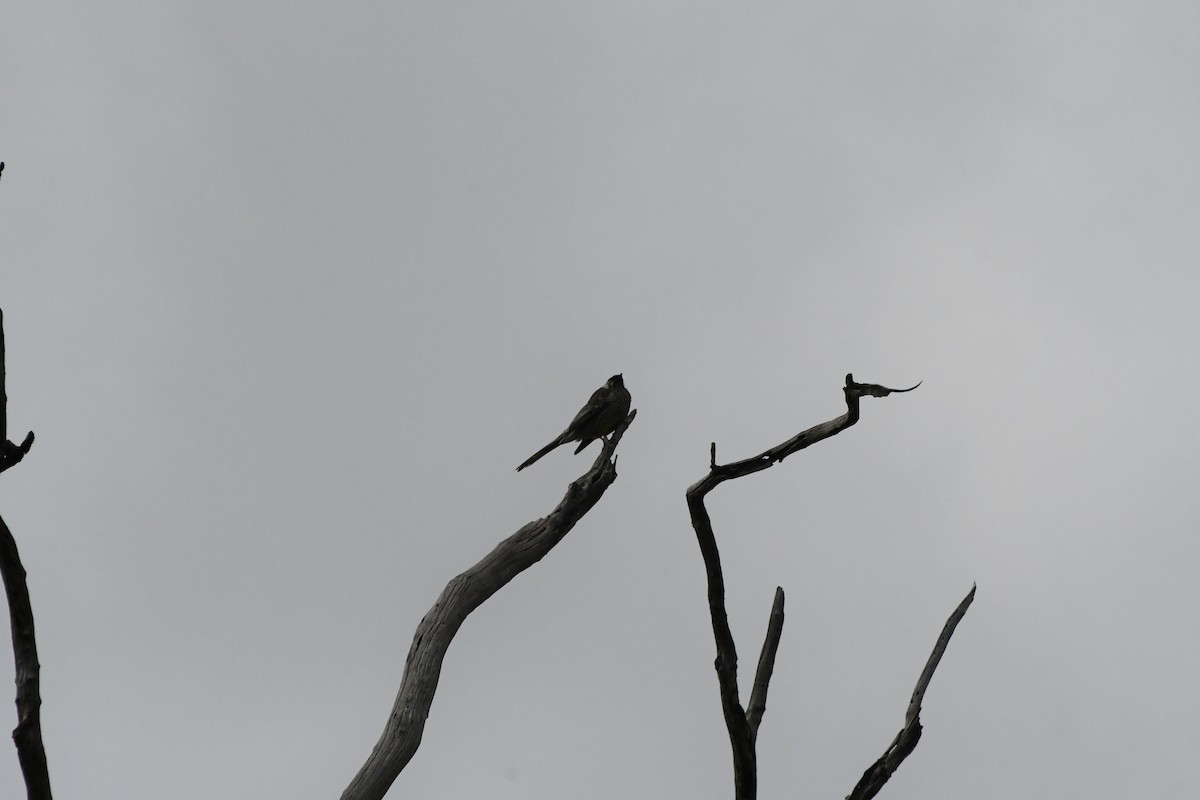 Red Wattlebird - ML620208783