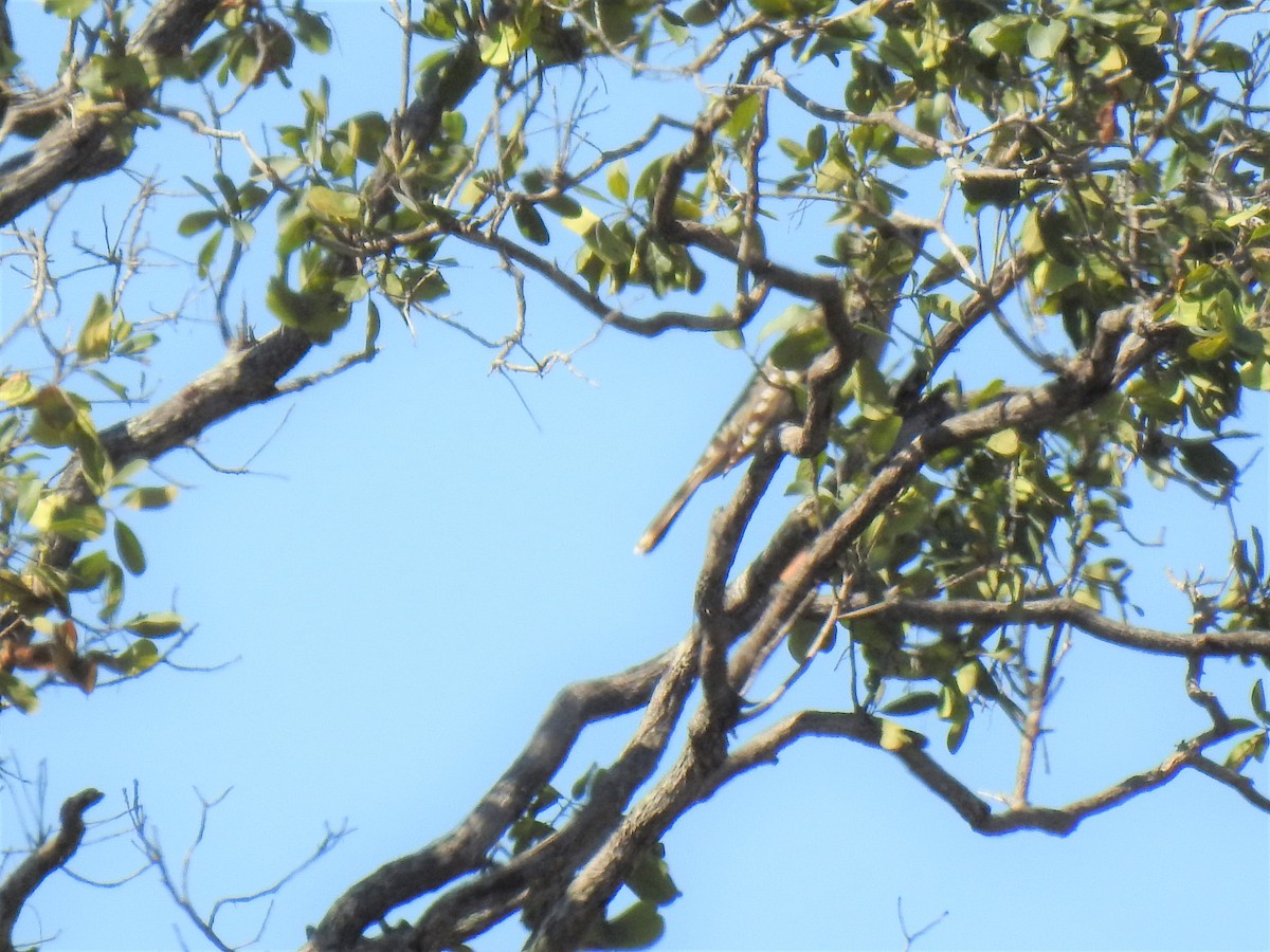 Great Bowerbird - ML620208788