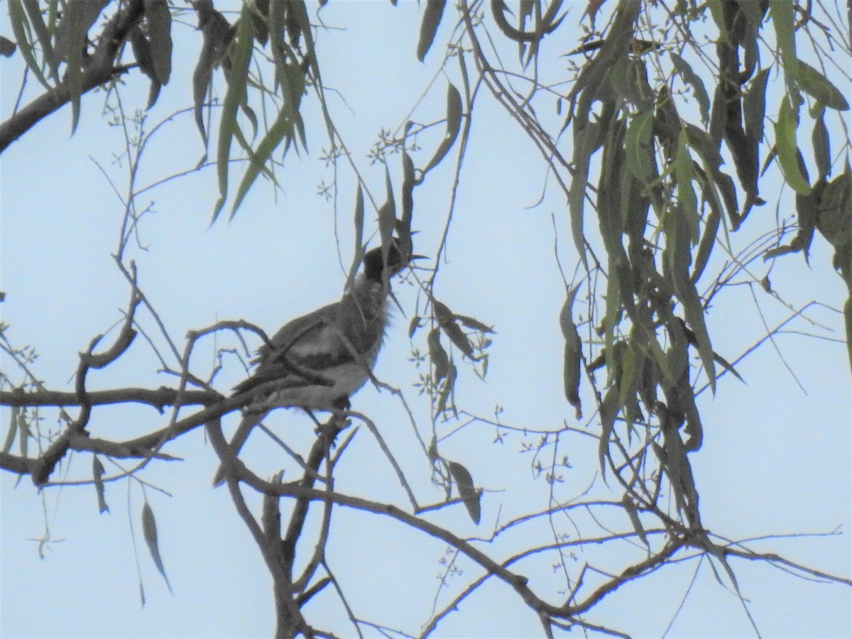 Helmeted Friarbird - ML620208797