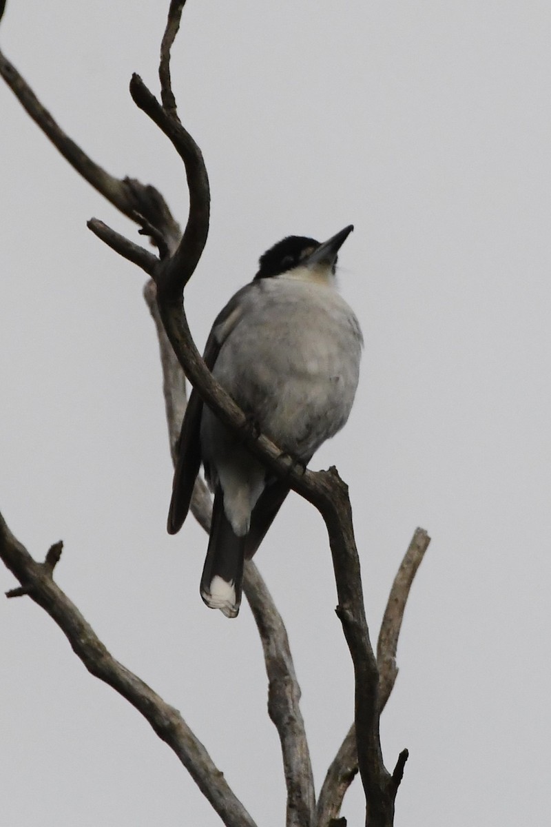 Gray Butcherbird - ML620208798