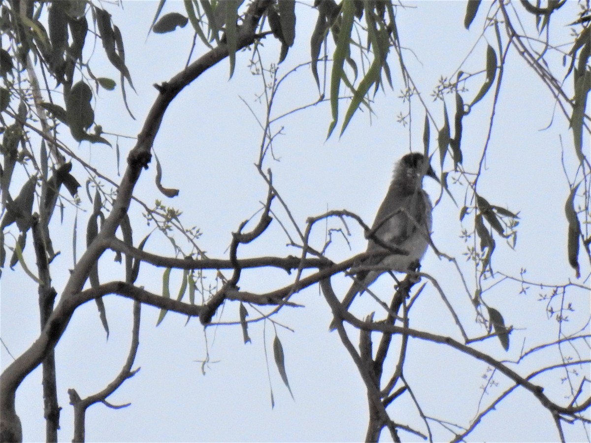 Helmeted Friarbird - ML620208803