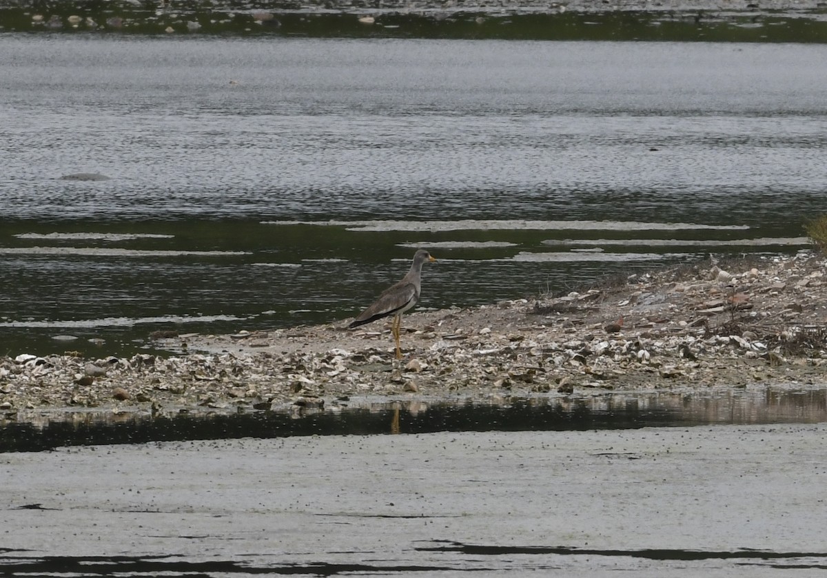 Gray-headed Lapwing - ML620208812