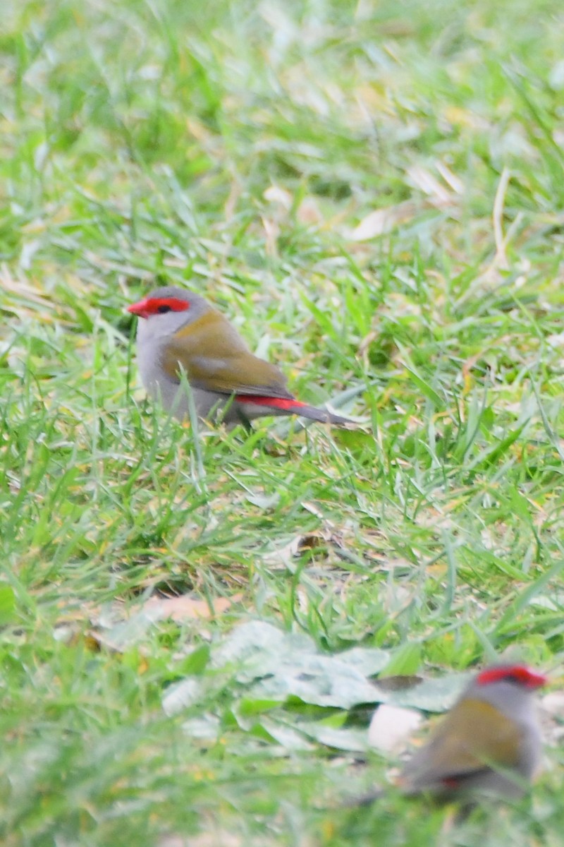 Red-browed Firetail - ML620208820