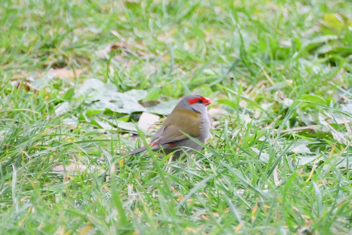 Red-browed Firetail - ML620208823