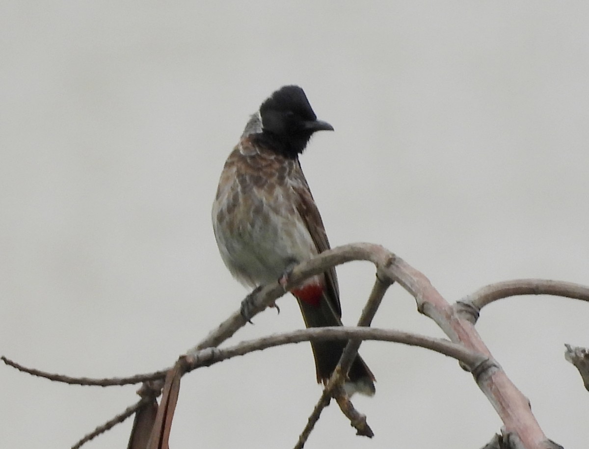 Red-vented Bulbul - ML620208824