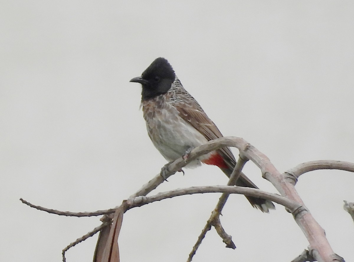 Red-vented Bulbul - ML620208825
