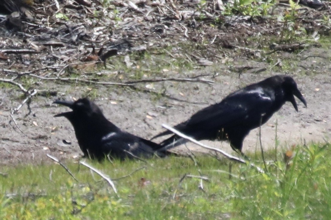 Common Raven - ML620208835