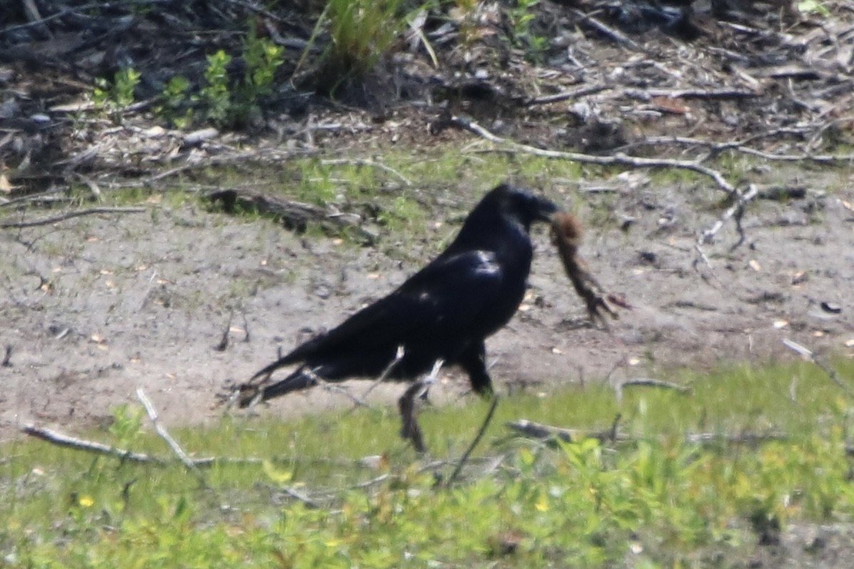 Common Raven - ML620208836